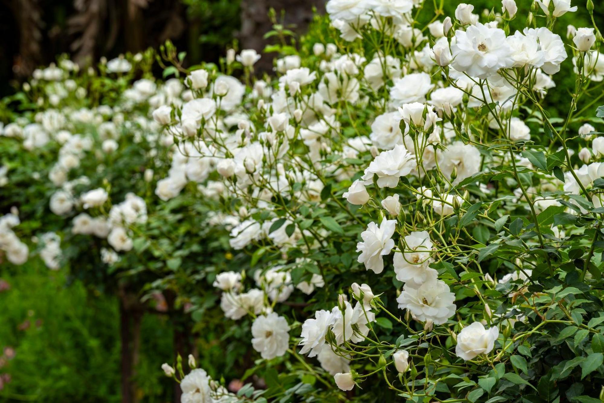 Woodall Country House And Spa Addo Eksteriør billede